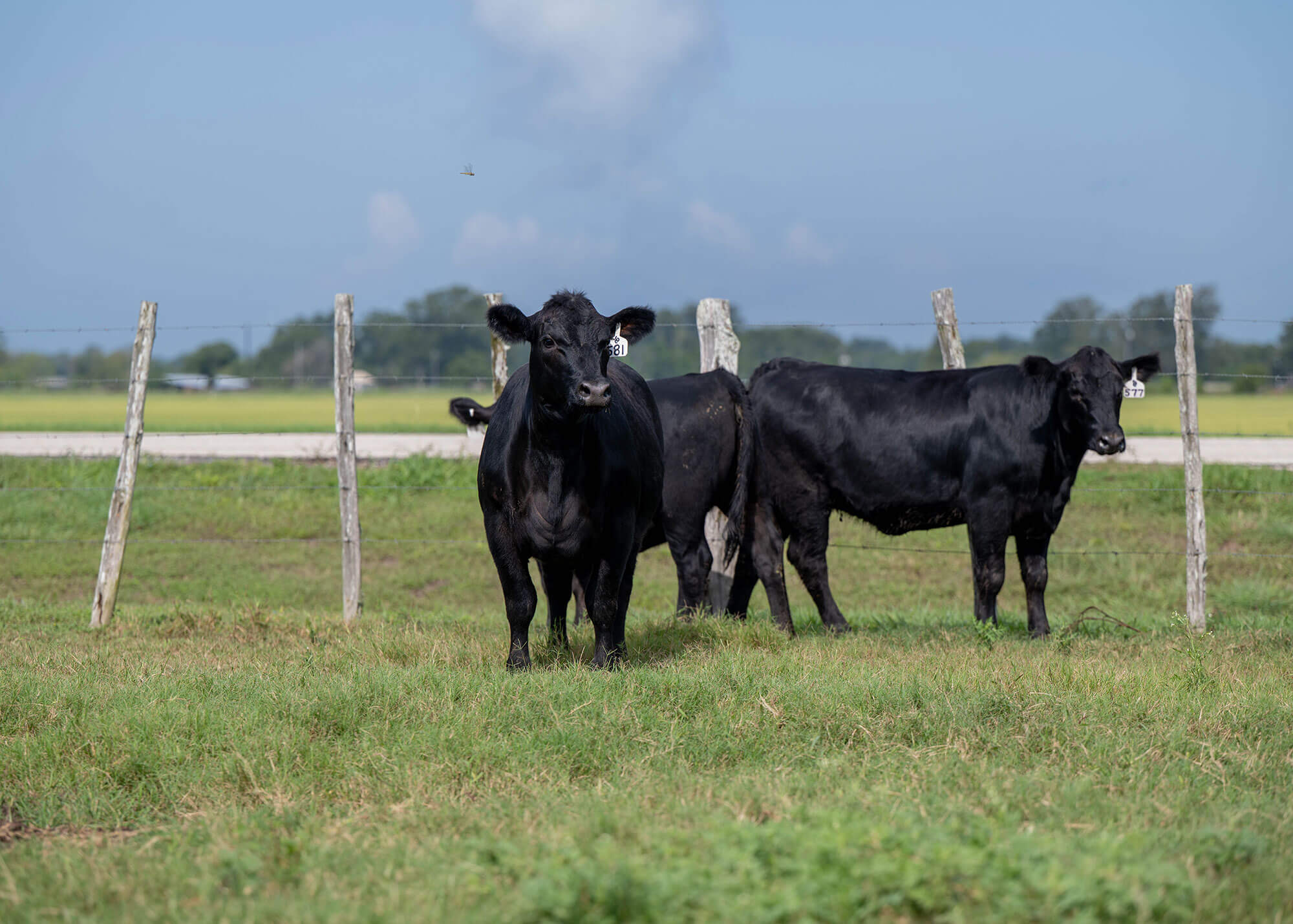 Angus cattle in a field
