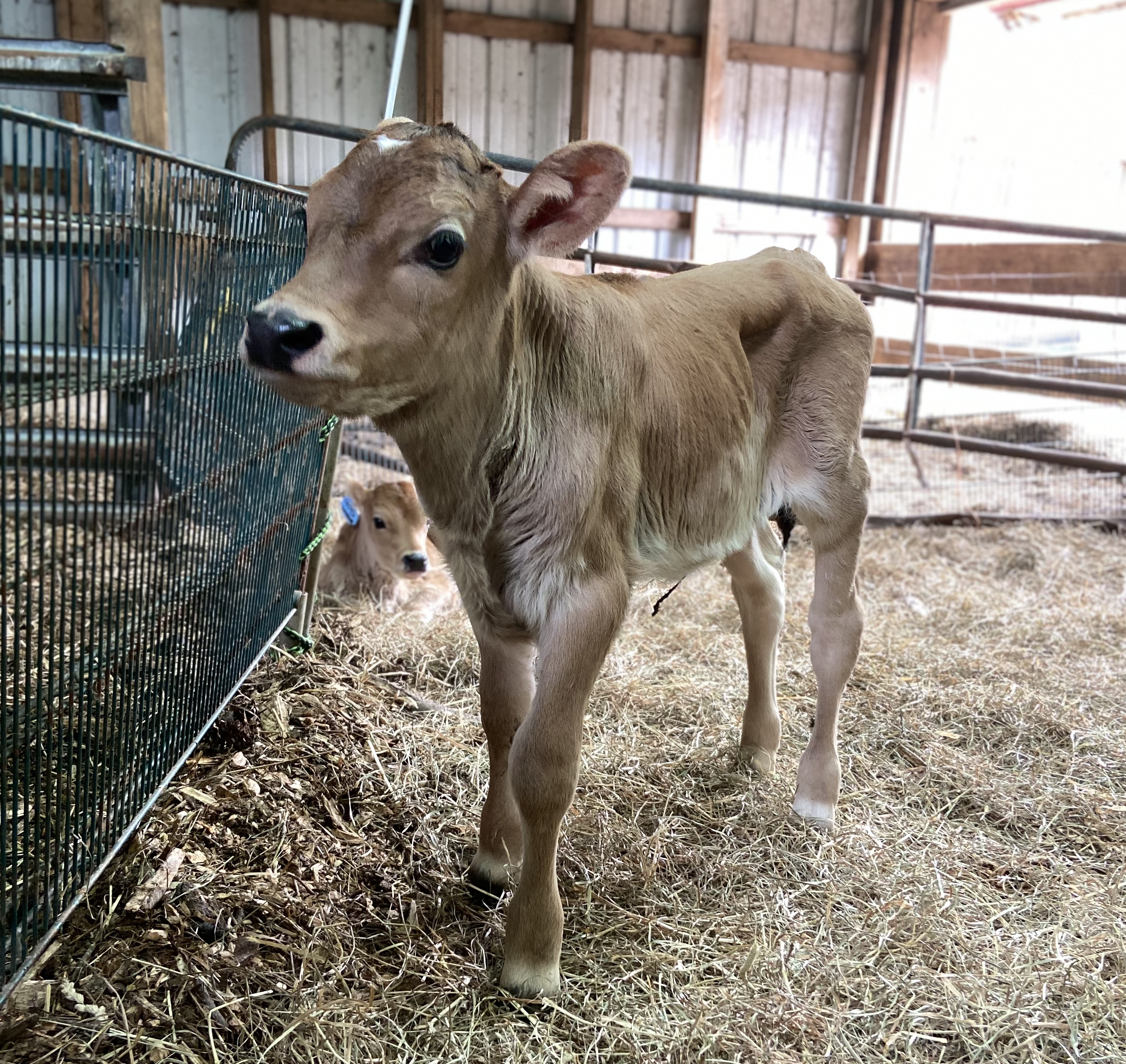Baby Peche, a Cricket Creek cow